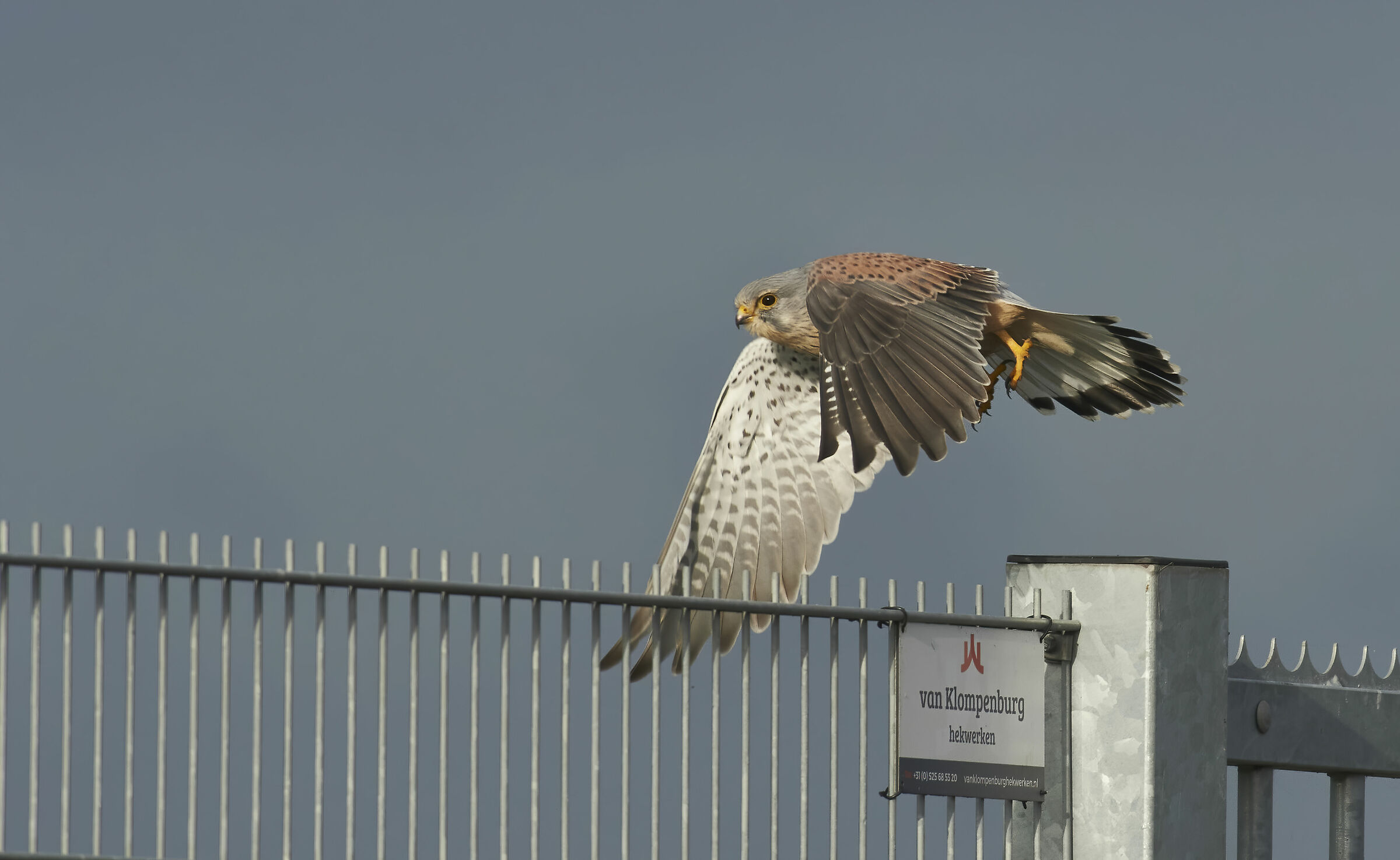 Europeo Kestrel