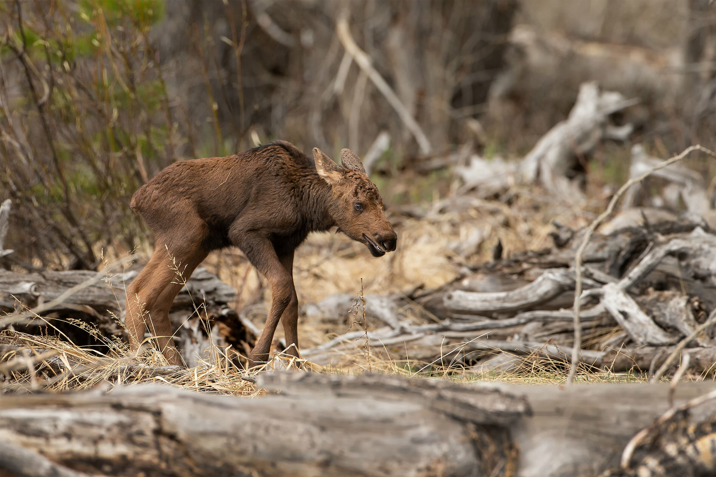 Alces (Alce)