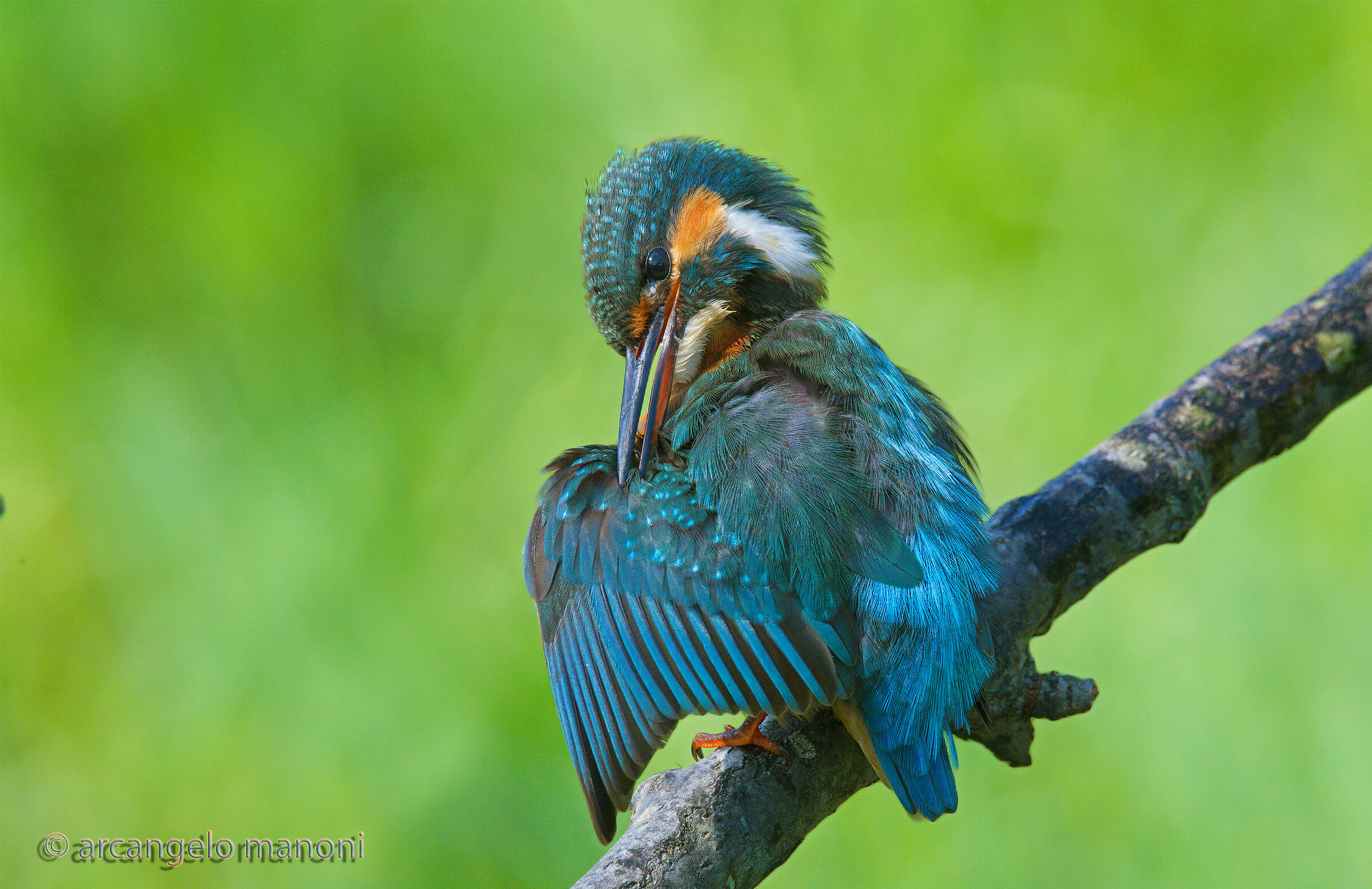 Cleaning break for the martina