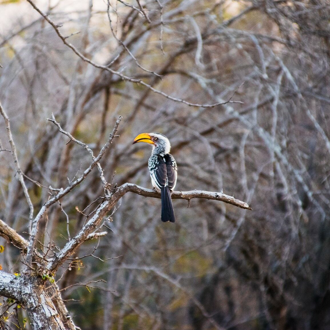 zazu. Southern Yellow Billed Hornbill