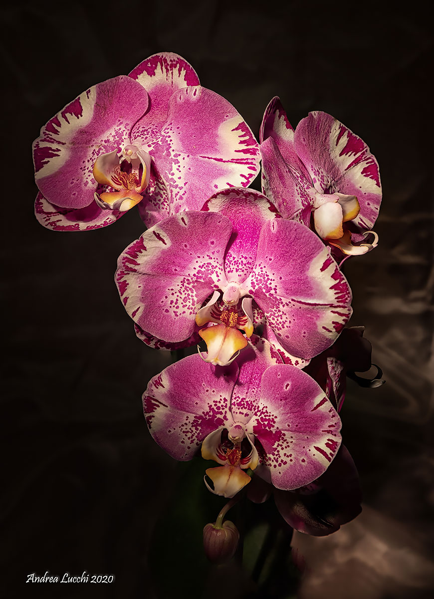 Phalaenopsis