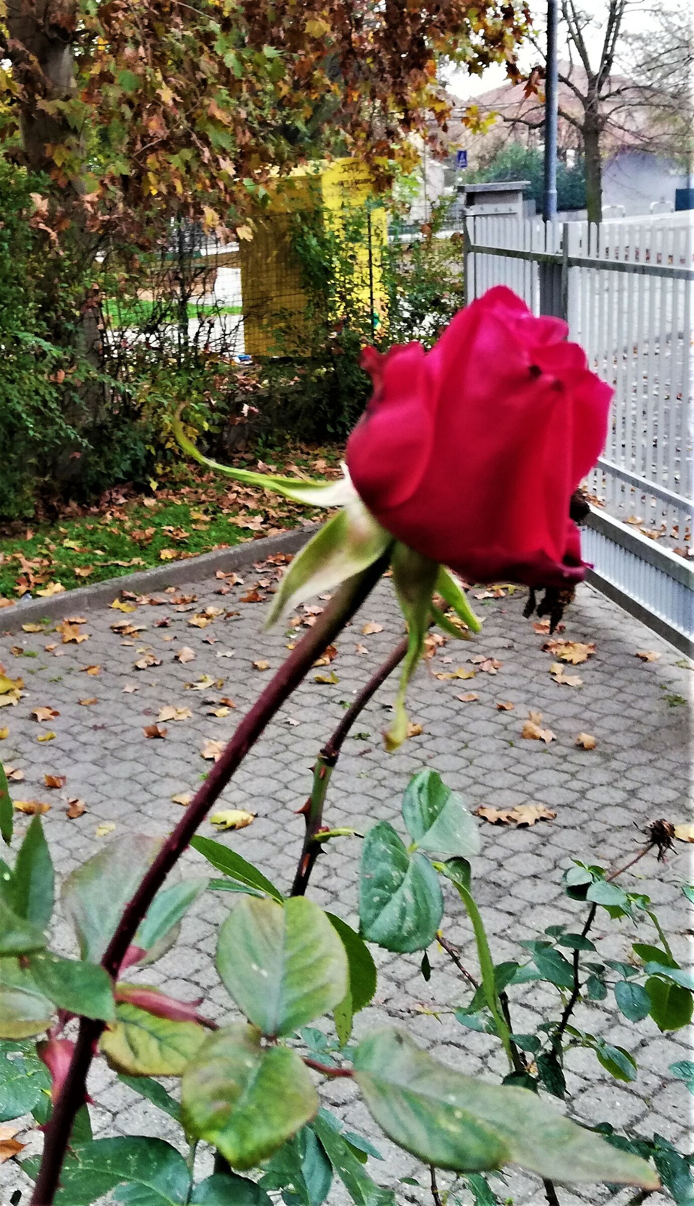 rosa autunnale...