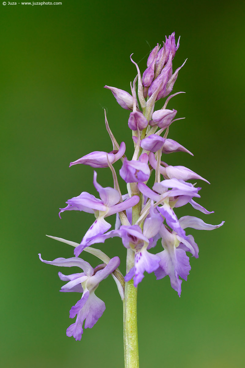 Orchis mascula, 005553