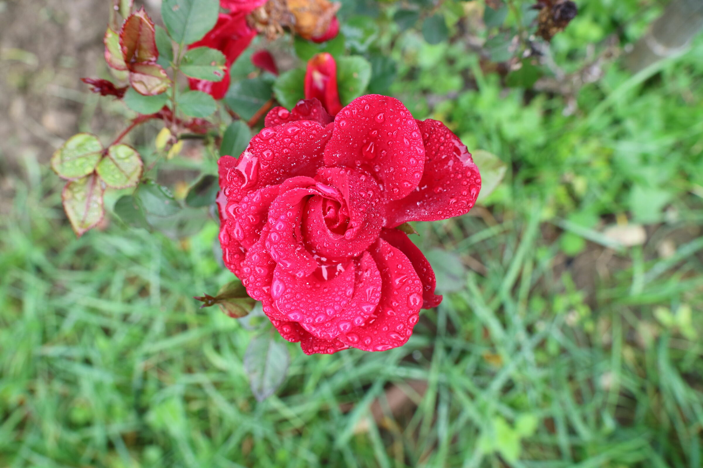 L'ultima rosa... l'inverno sta arrivando.