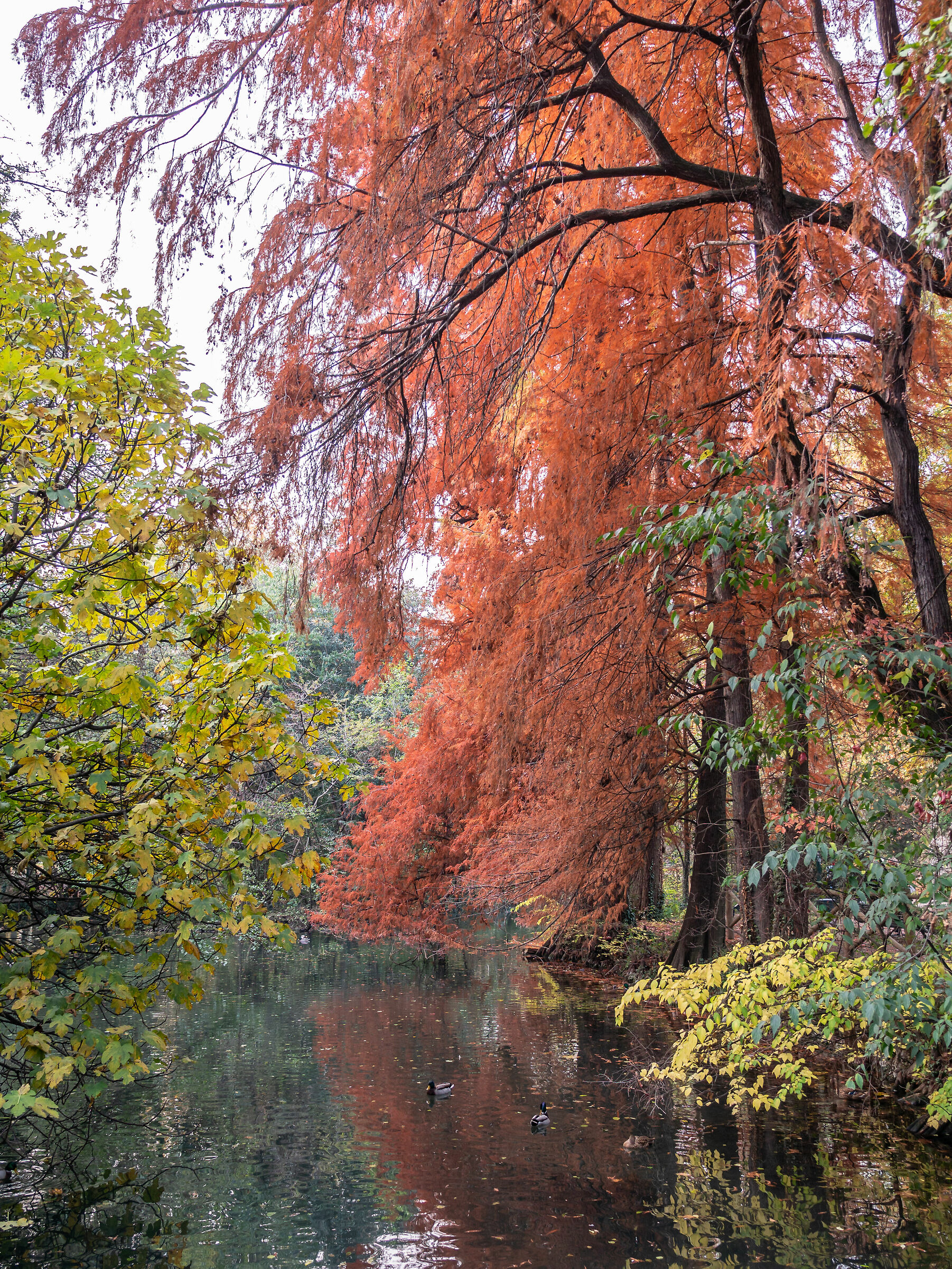 Foliage - Giardini Pubblici Indro Montanelli - Milan