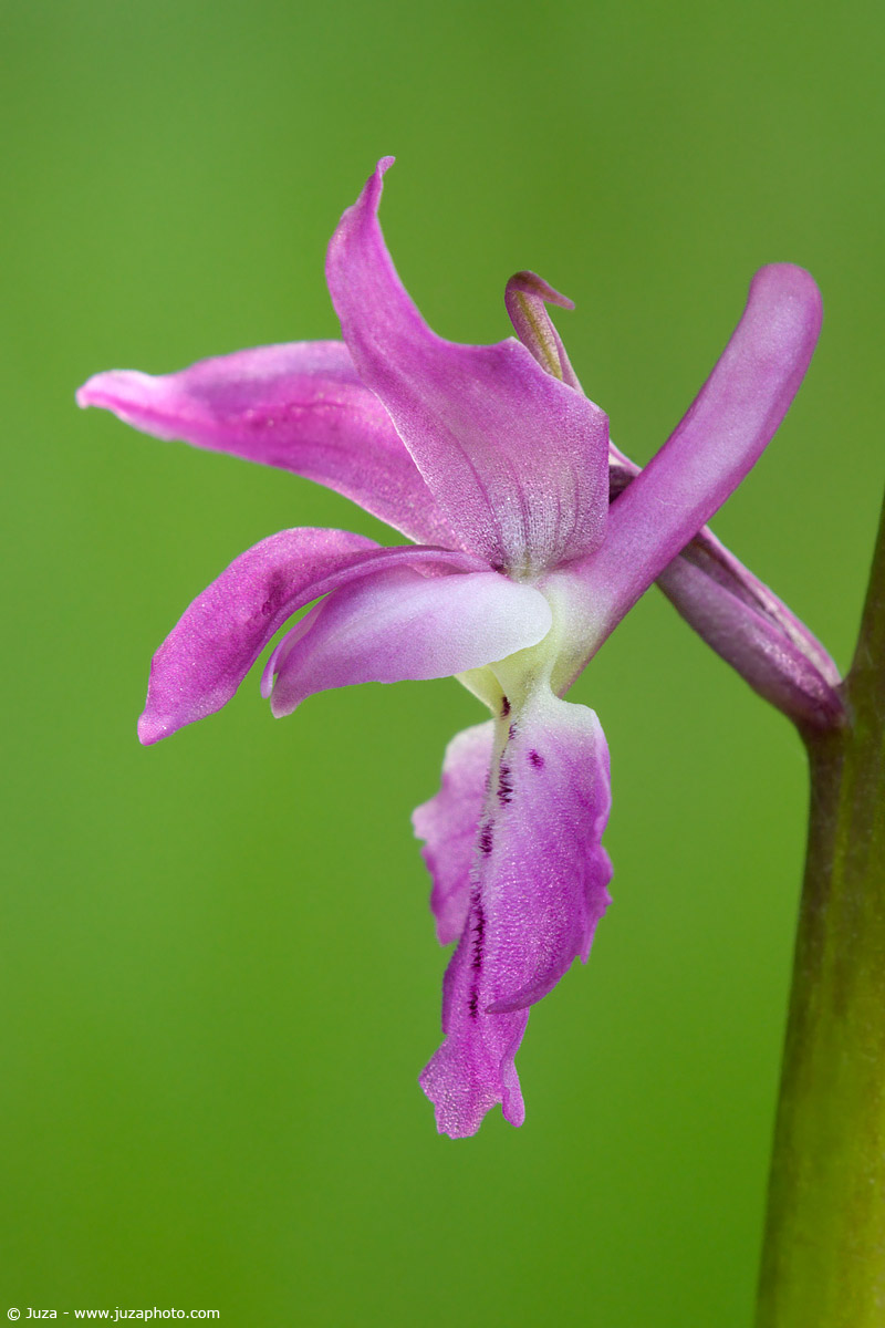 Orchis mascula, 005569