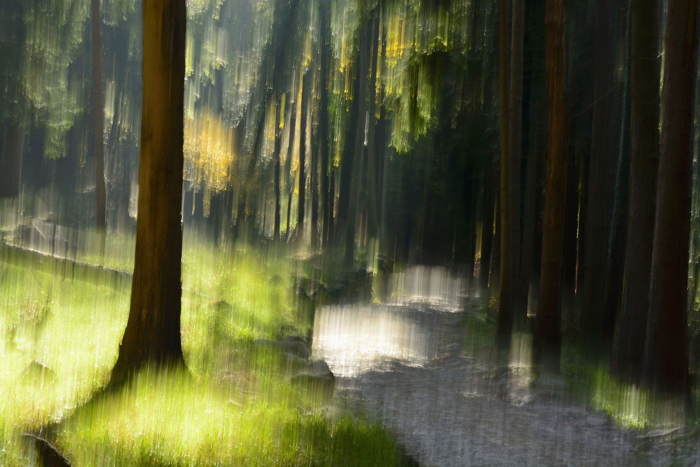 Il sentiero nel bosco