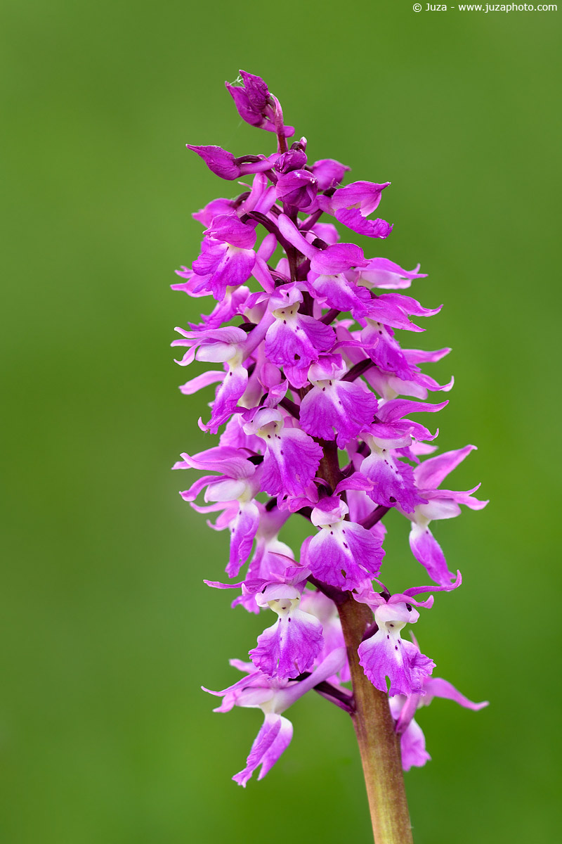 Orchis mascula, 005572