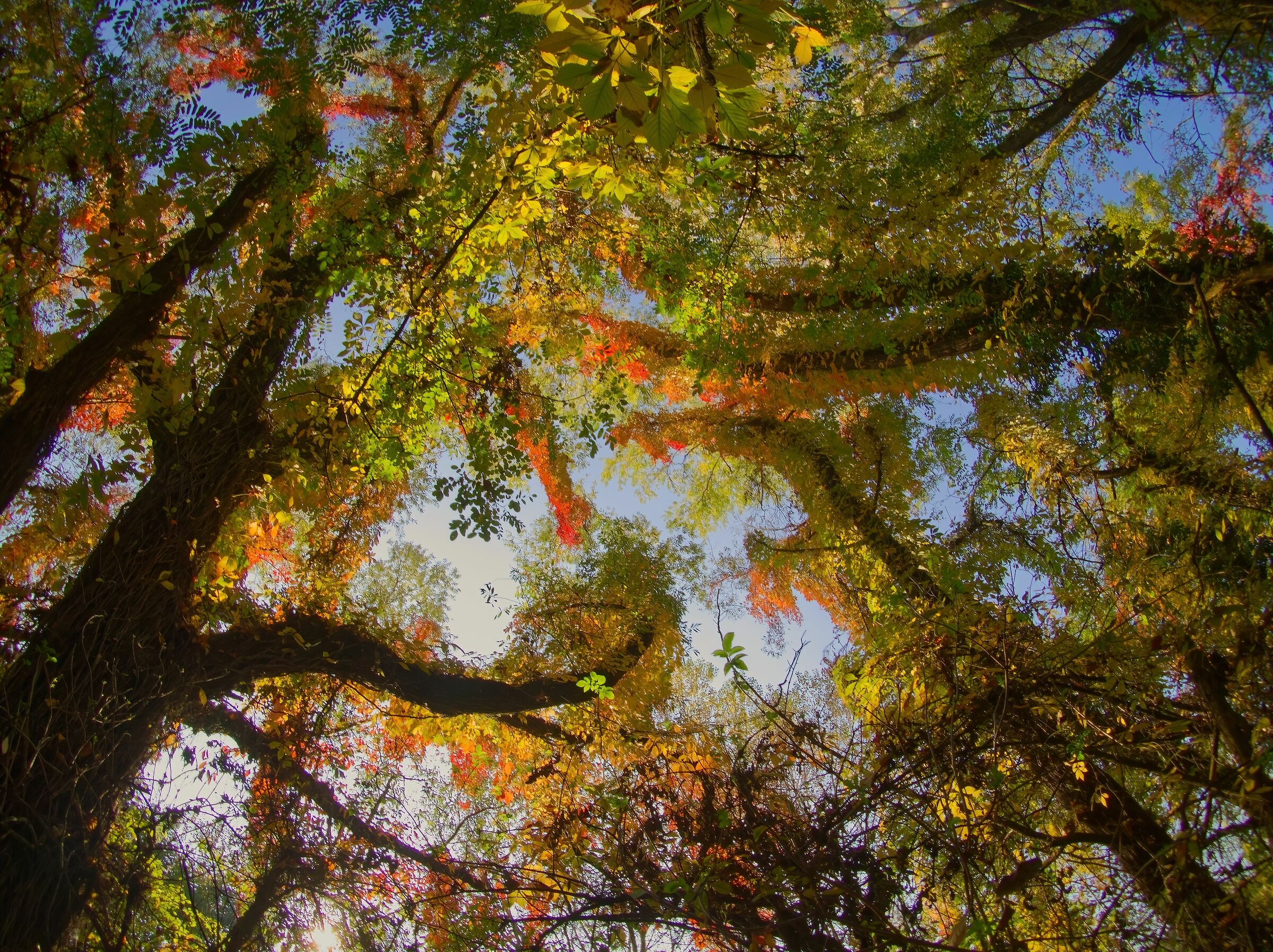 Meraviglia dell'autunno