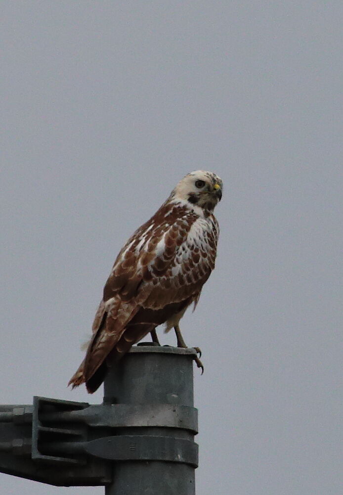 Poiana "calzata" ????