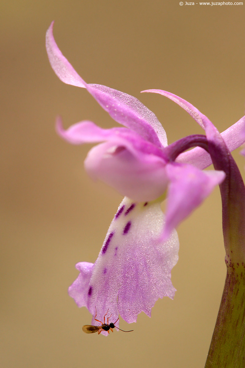 Orchis mascula, 005193
