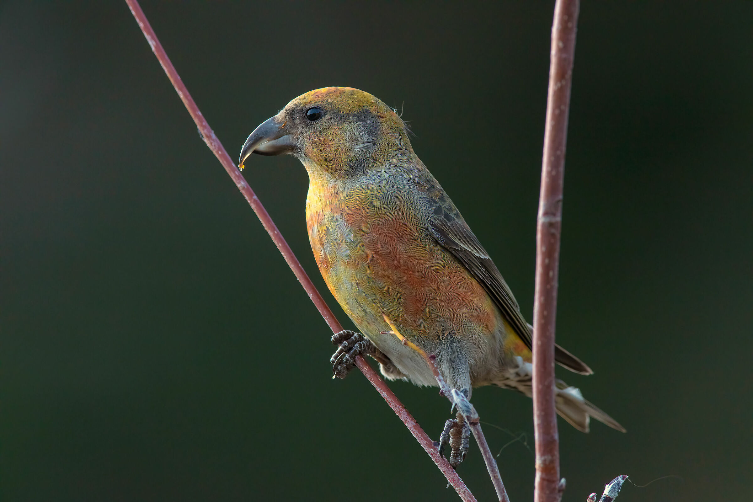 Crociere juv. (Loxia curvirostra) - Autunno 2020