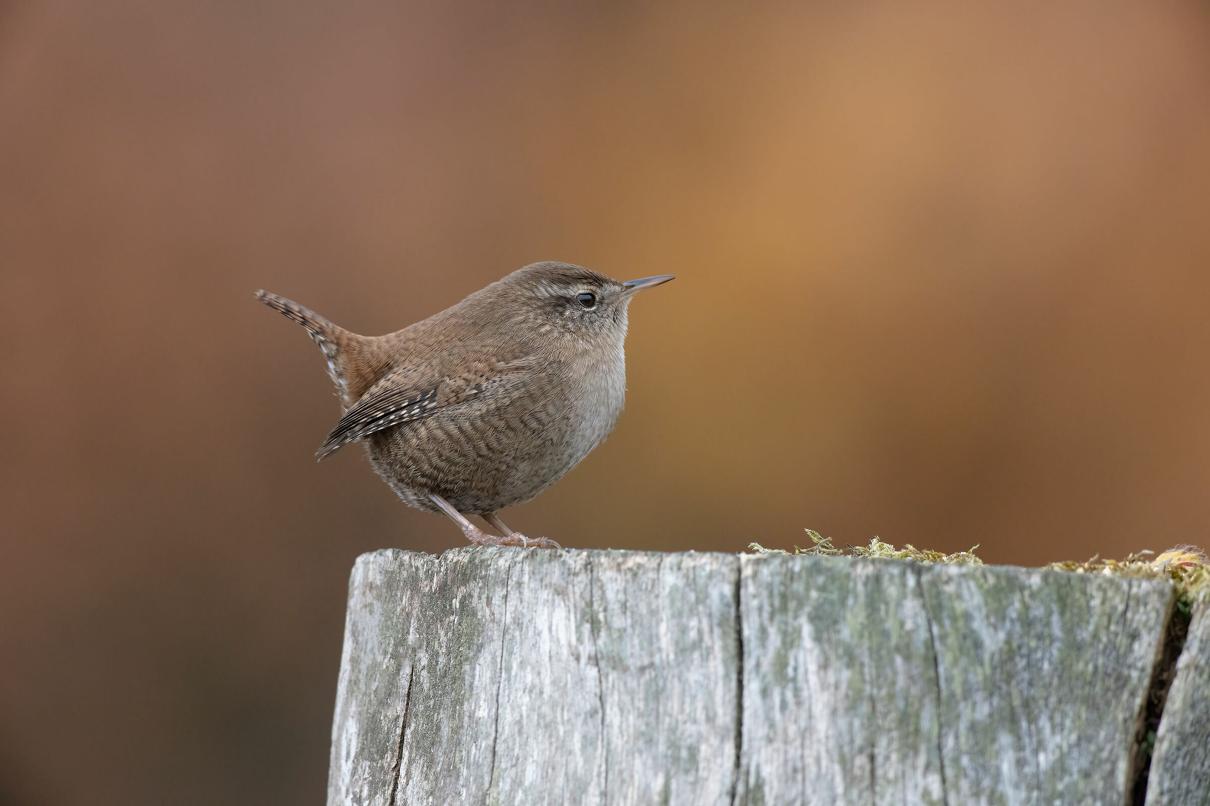 Scricciolo su sfondo autunnale