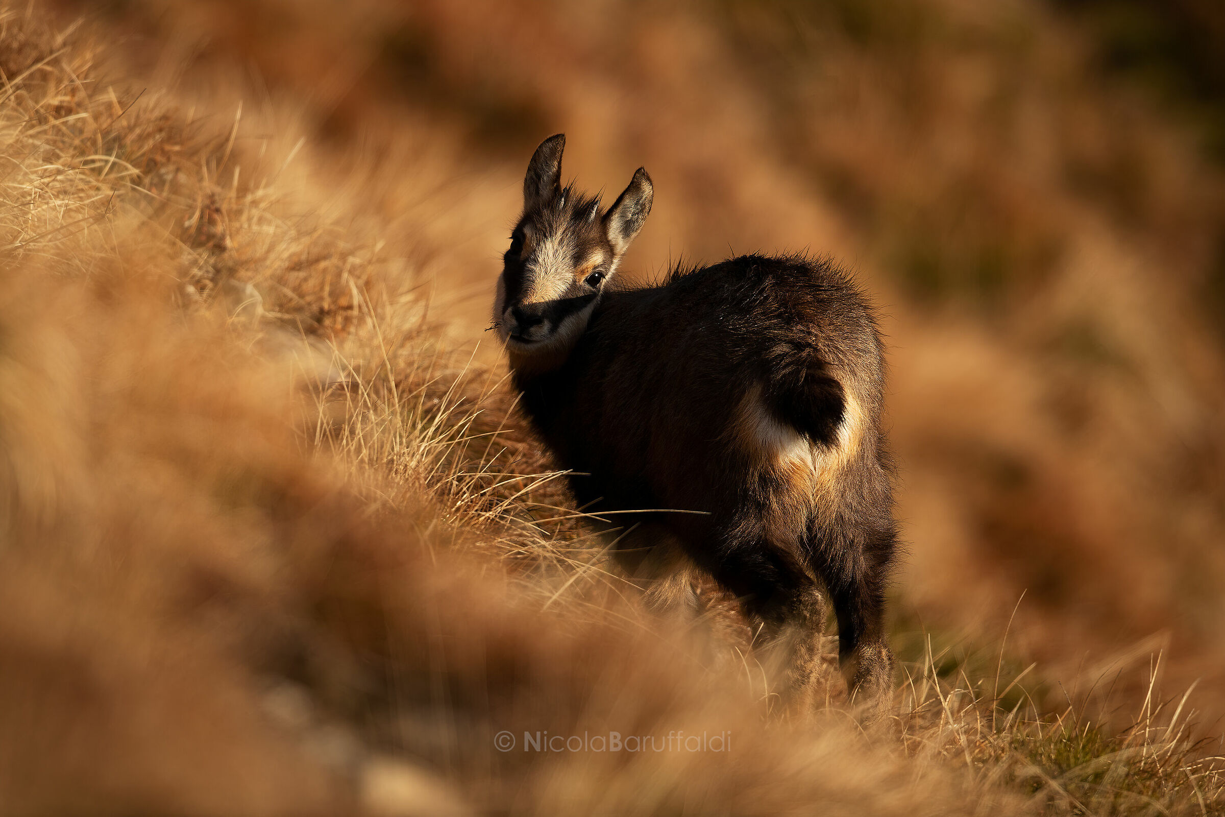 The Little One and the First Light