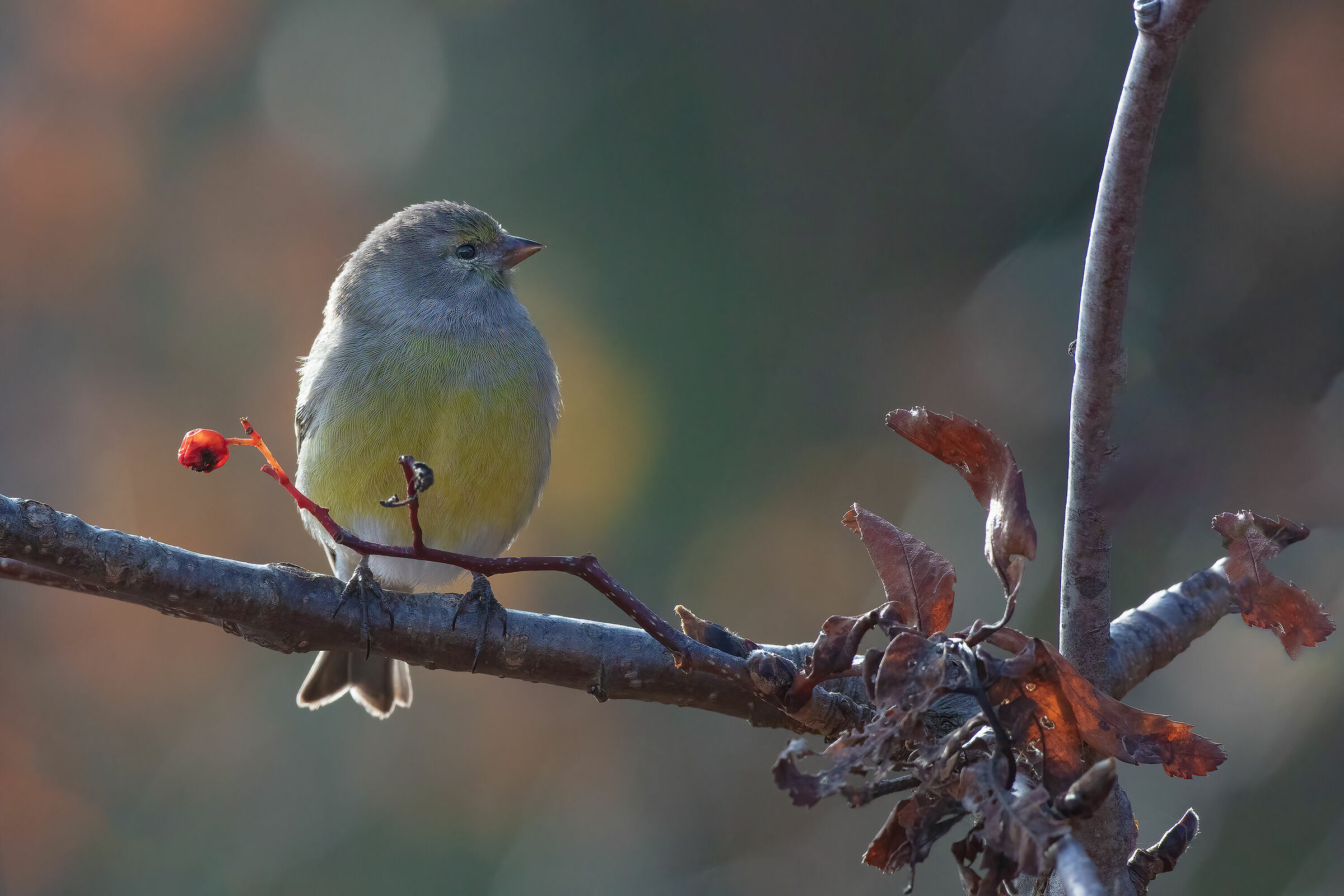 Venturone in parziale controluce