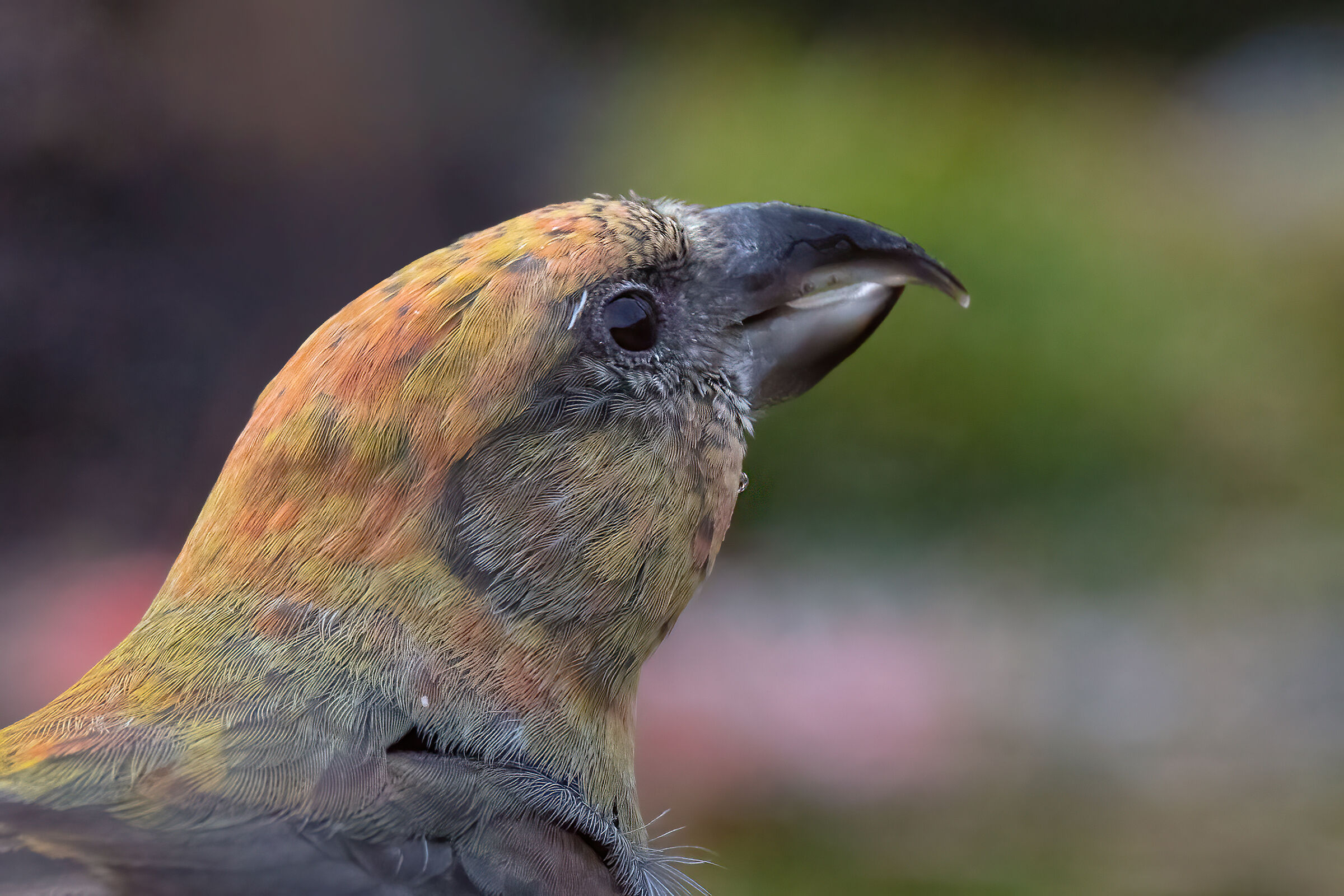 Ritratto di crociere maschio juv.