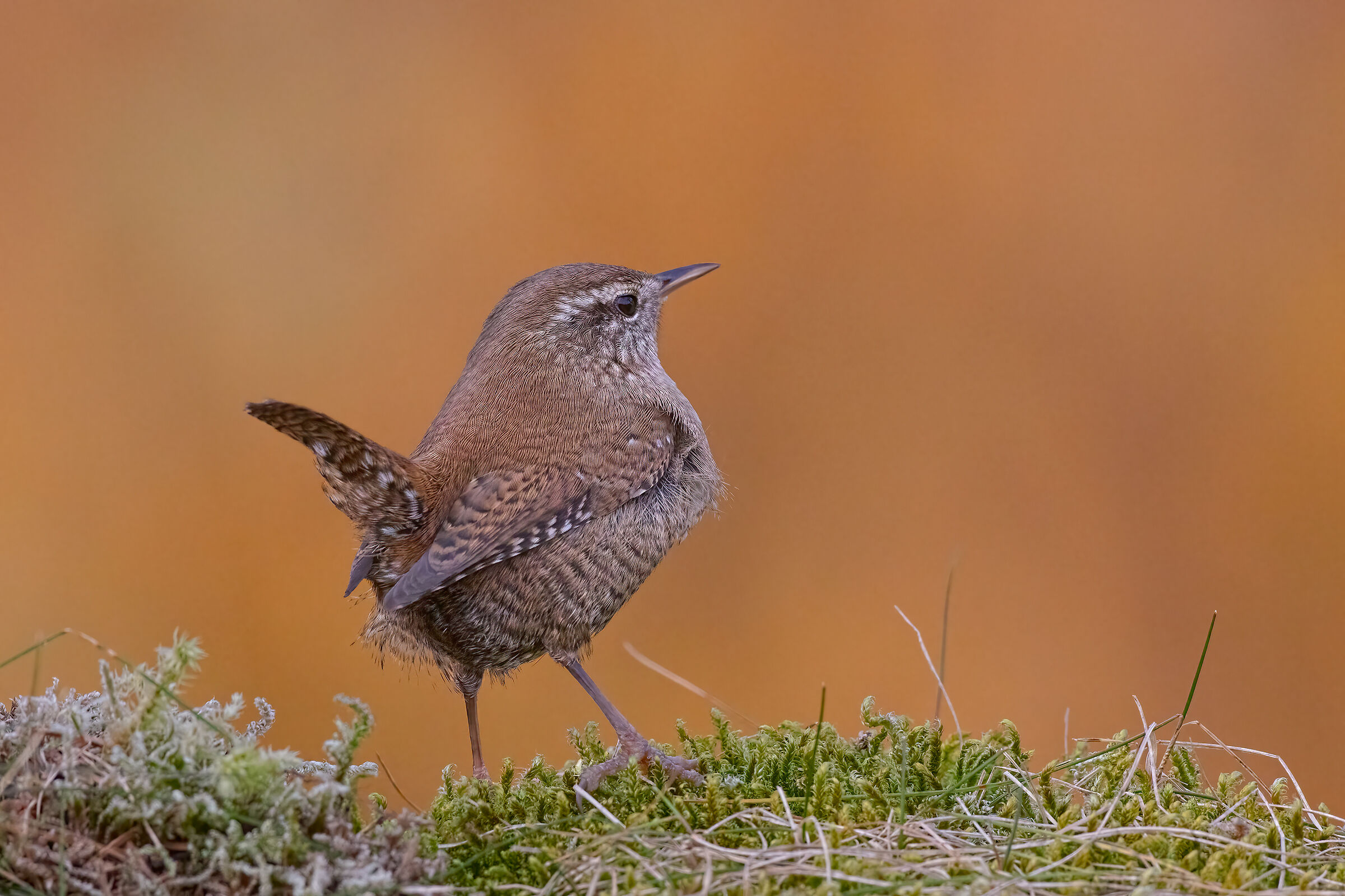 Scricciolo su sfondo di betulle autunnali