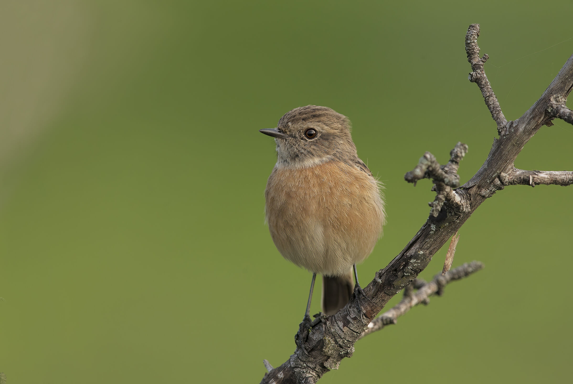 saltimpalo (saxicola torquatus)