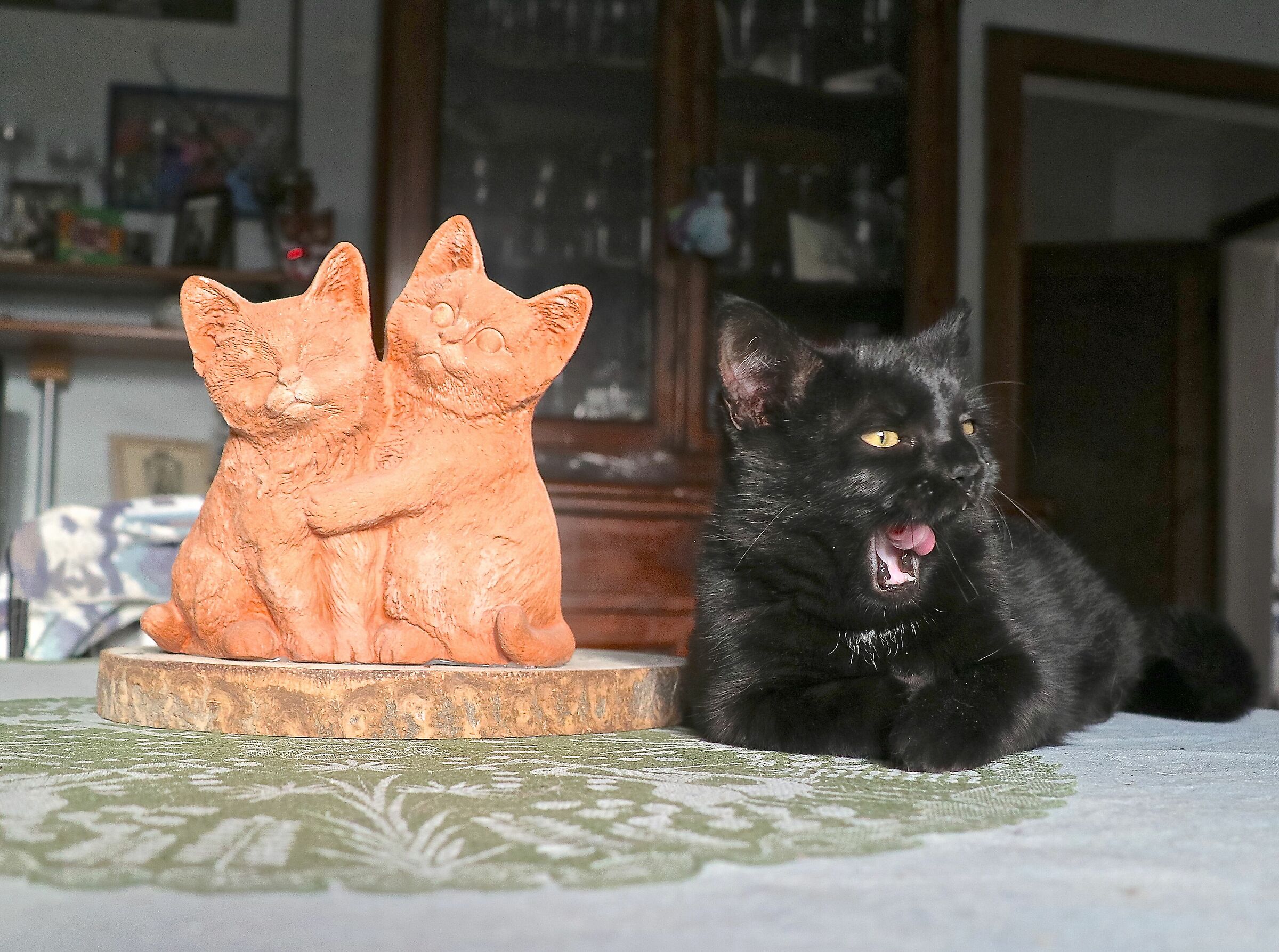 Gatti a confronto. Il nero è un po' confuso.