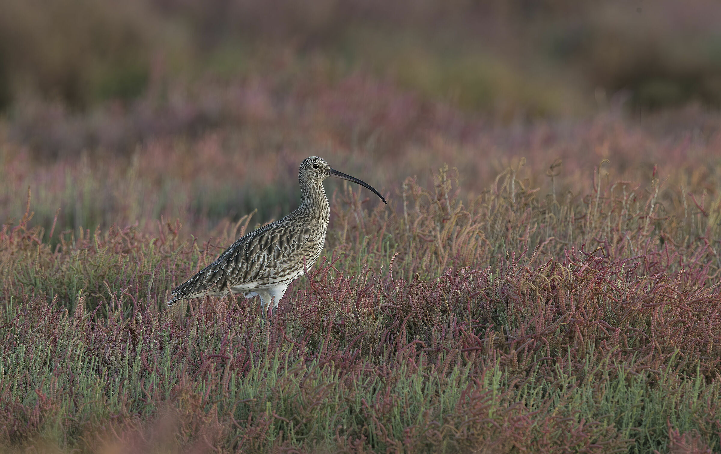Salicornia....... with chiurlo