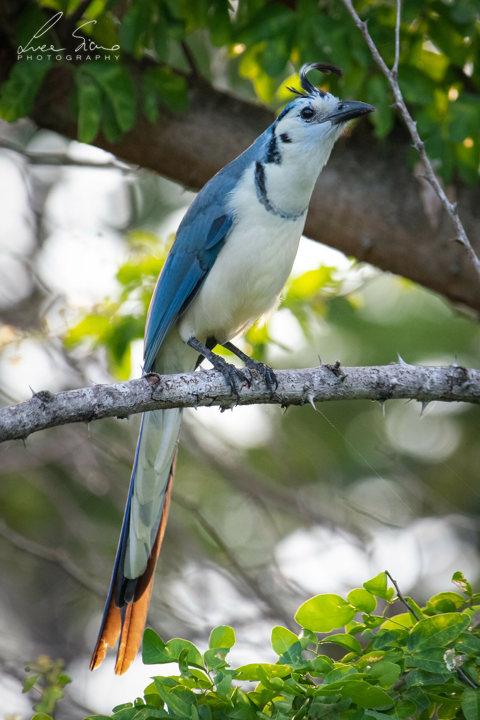 Curvy caloccita or White-throated tuft magpie