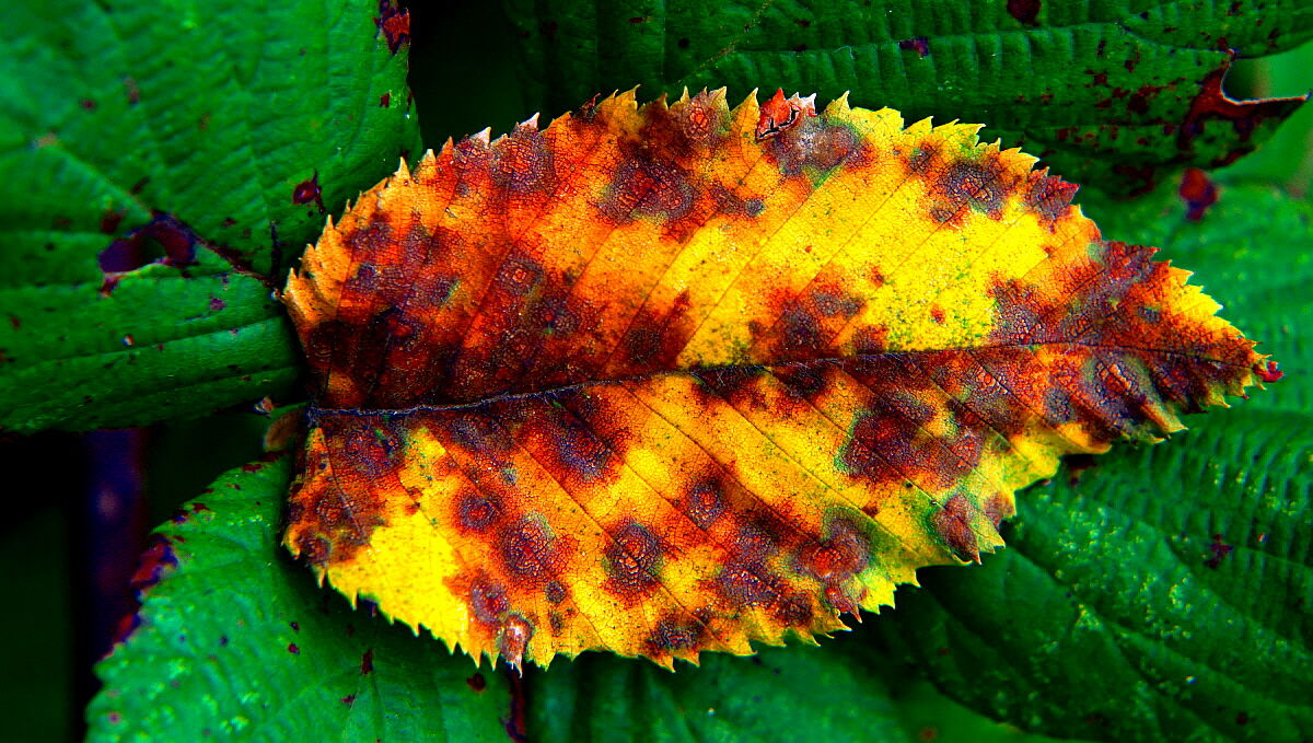 Autunno, ma non per tutte