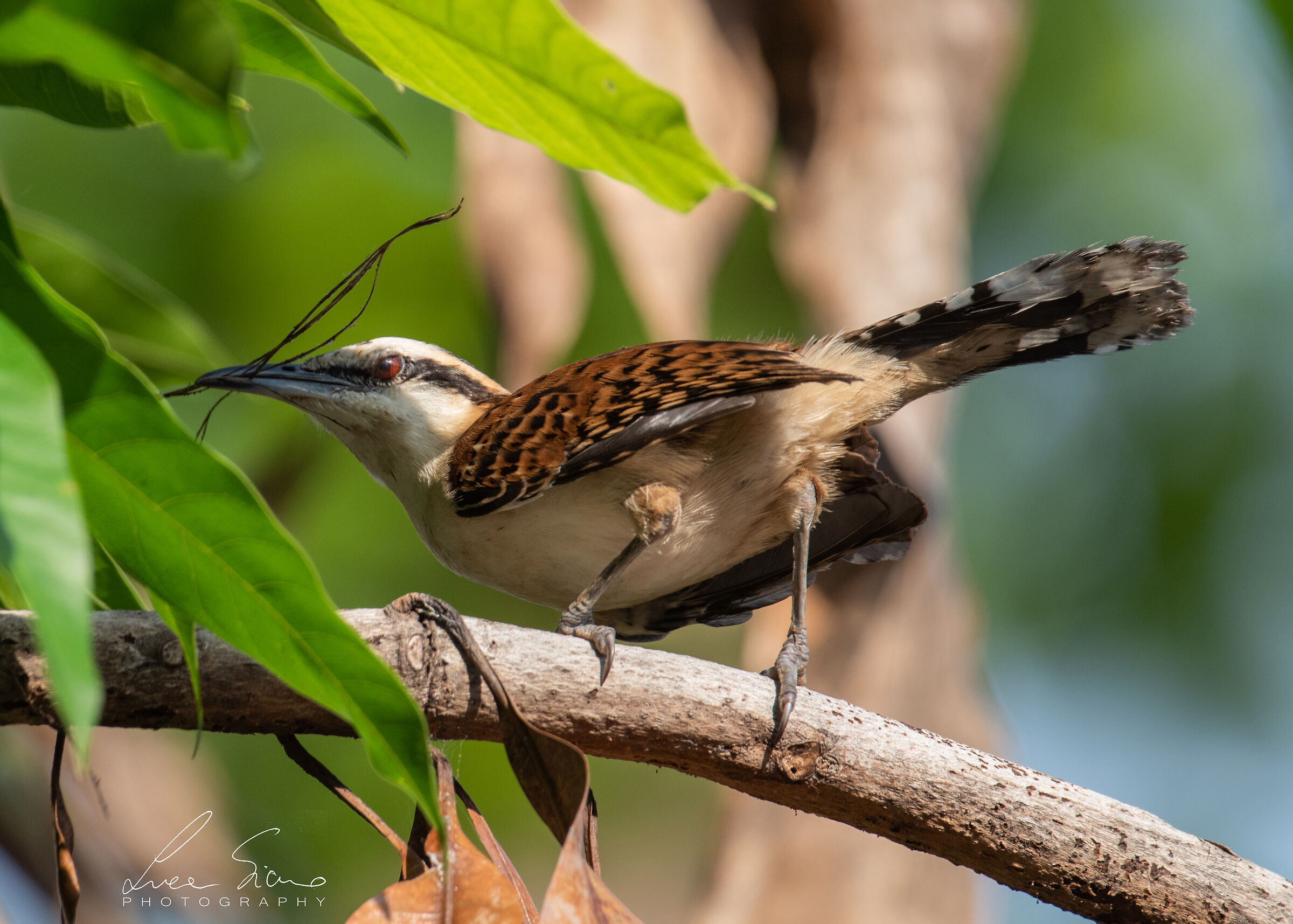 Campylorhynchus rufinucha o Scricciolo nucarossiccia