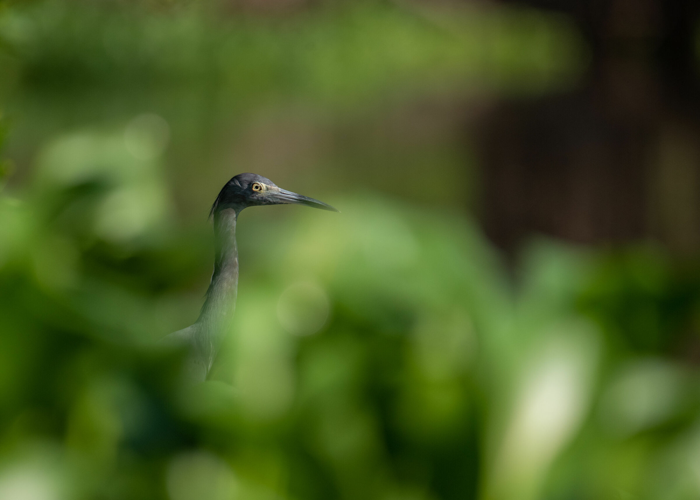 Egretta caerulea or Lesser Blue Heron