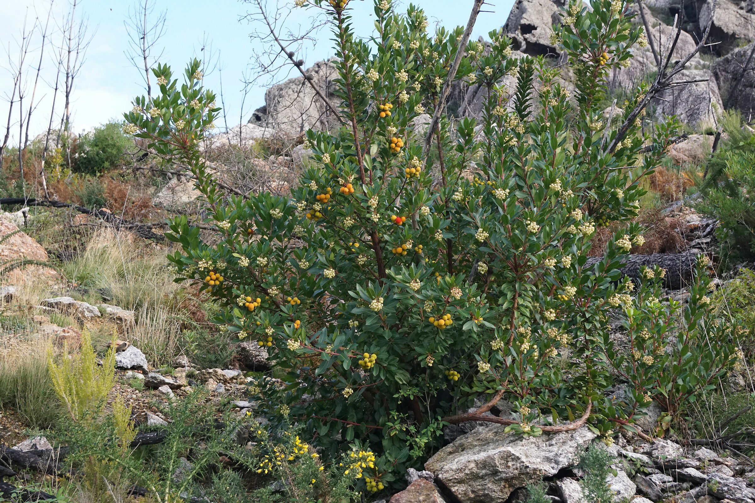 Il Monte Pisano rinasce