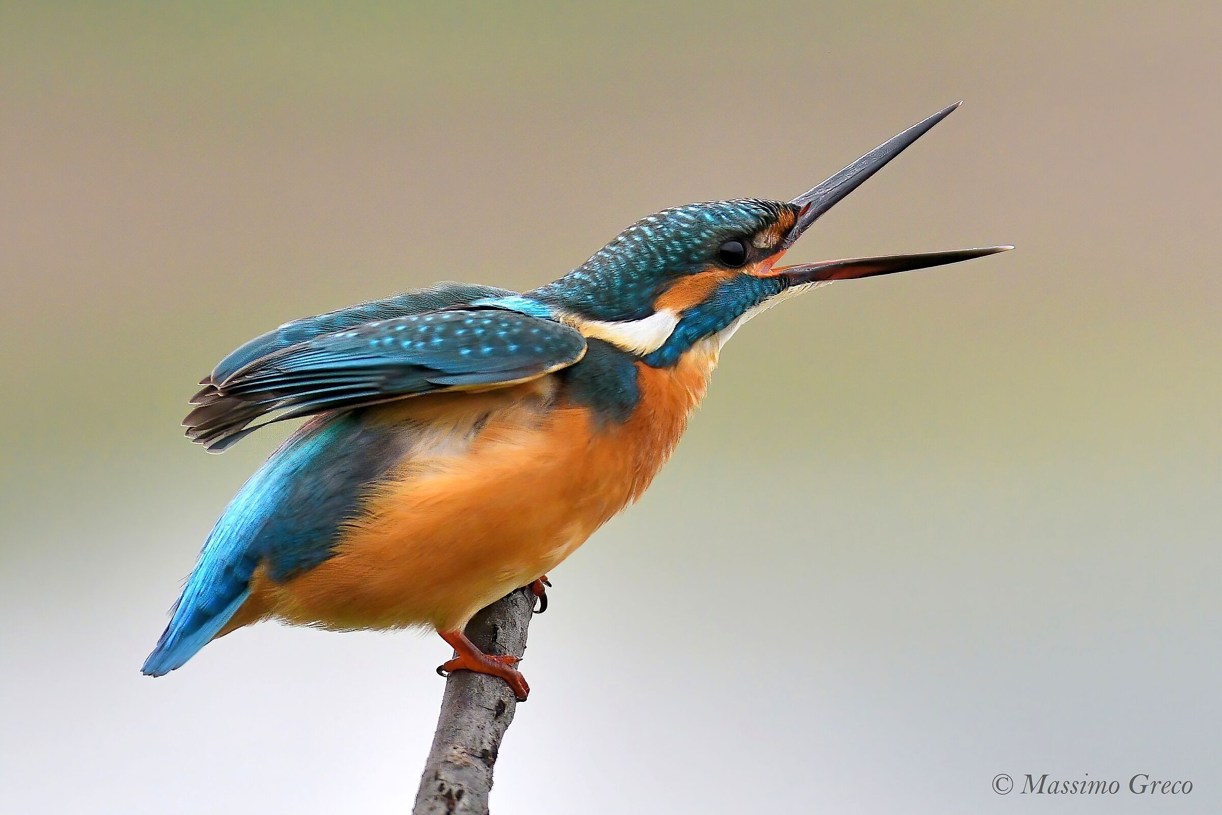 Martin pescatore - A squarciagola..