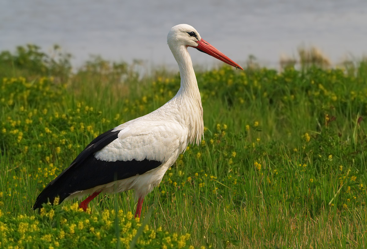 White Stork