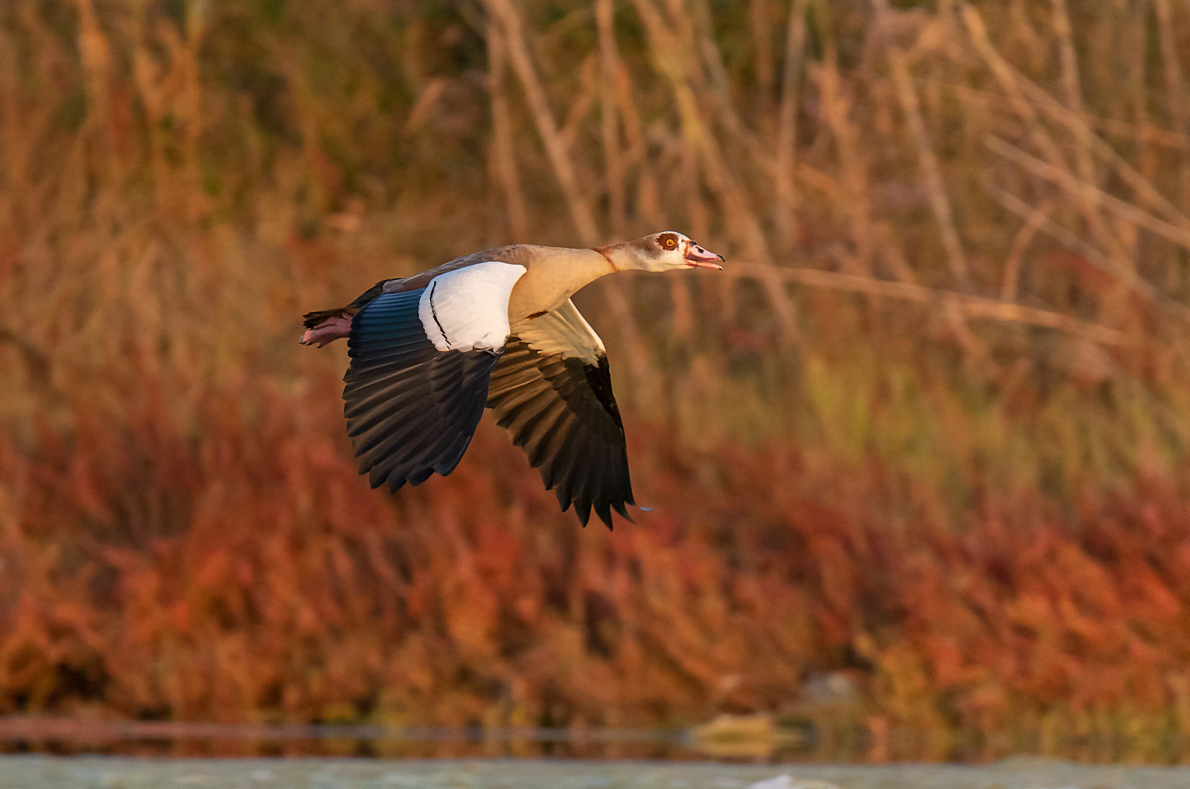 Egyptian goose