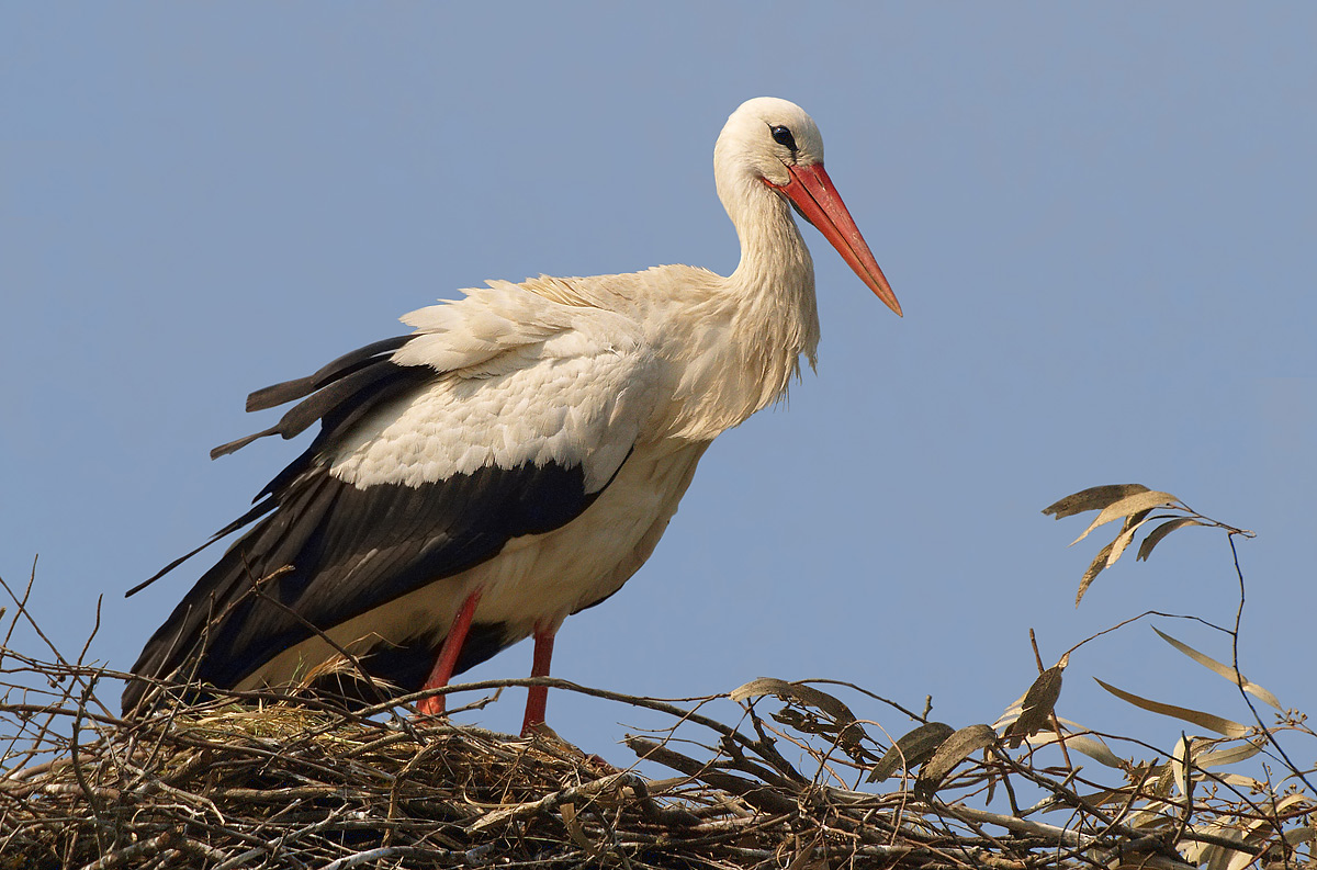 White Stork