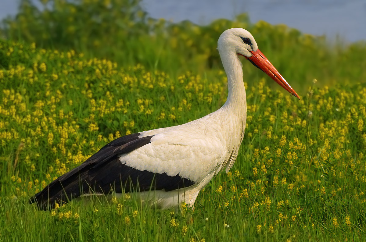 White Stork