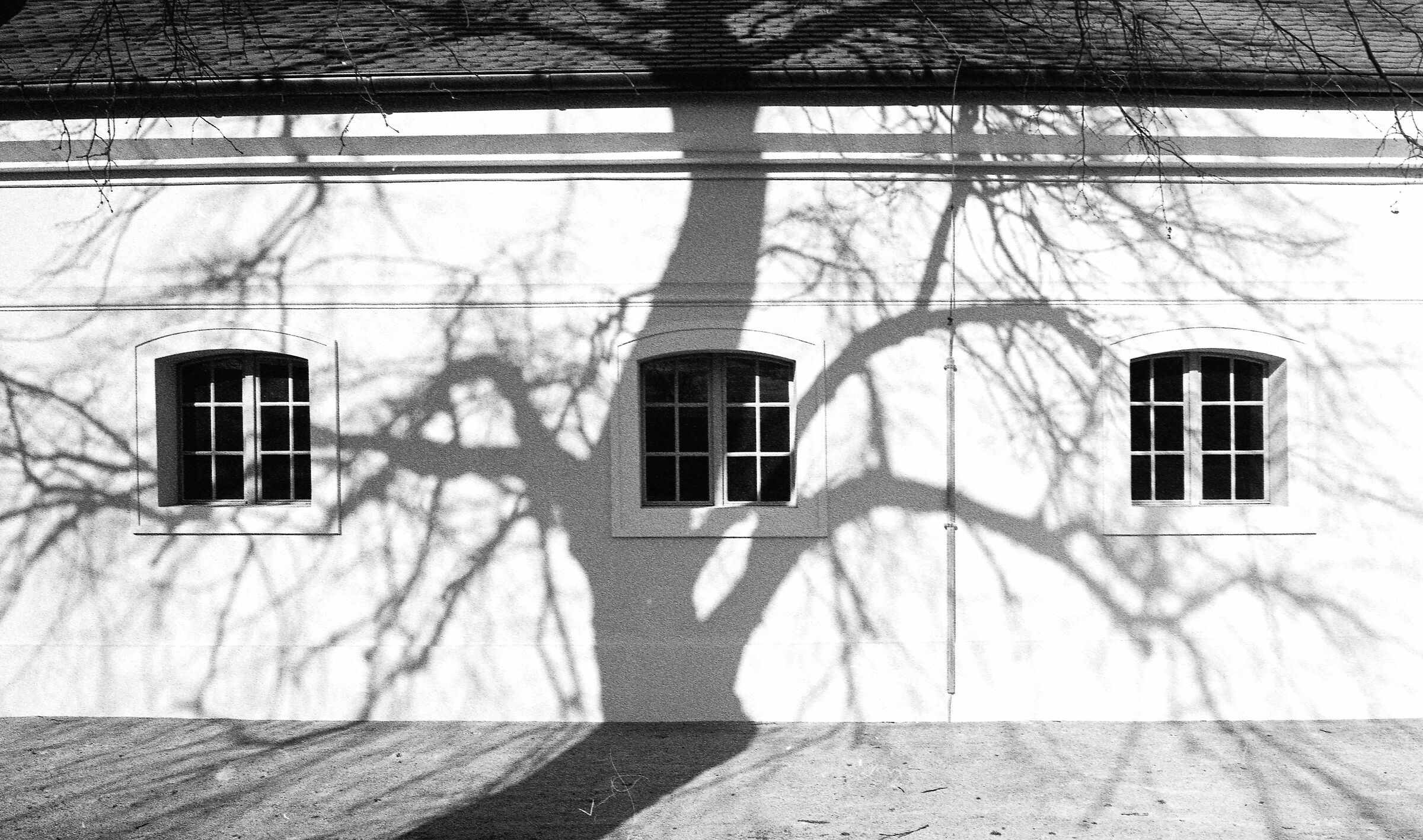 Albero
