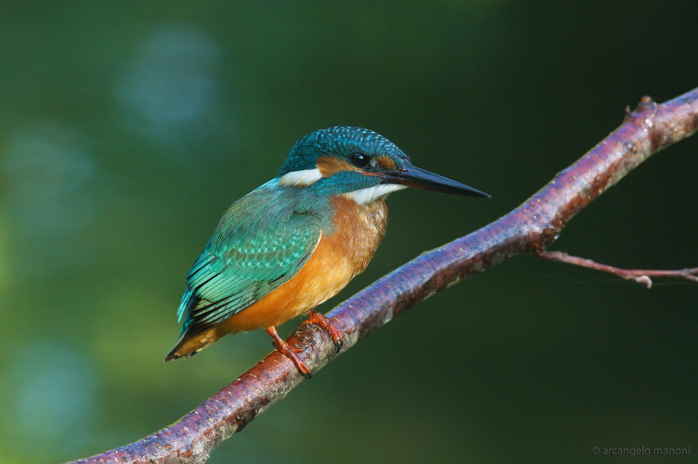 On the river in the checkered light under an alder