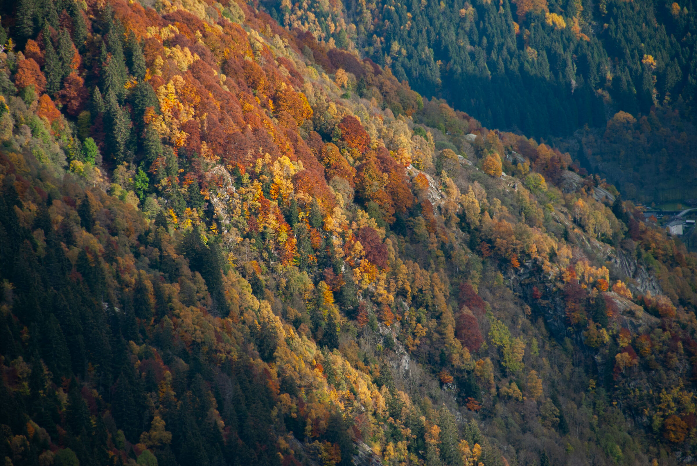 Autumn in a Rectangle