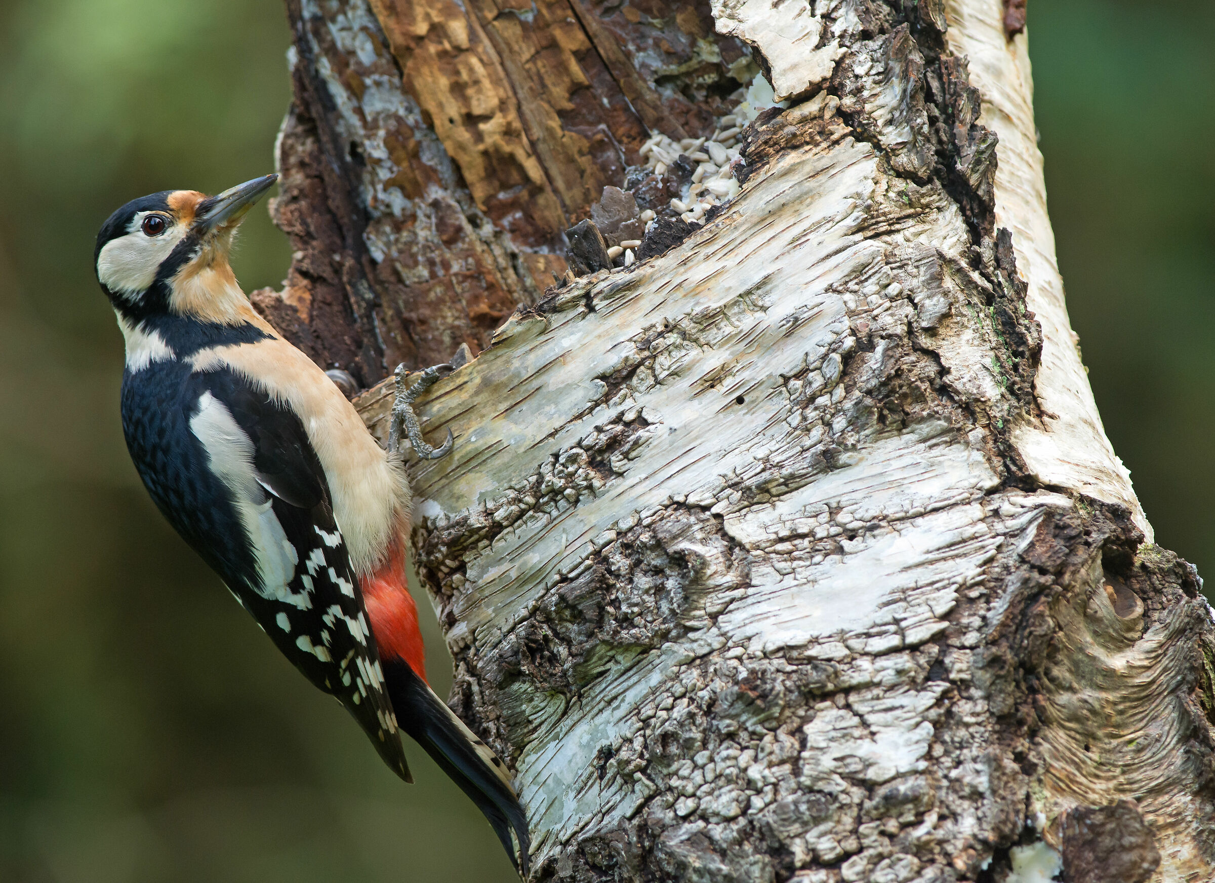Grande picchio maculato