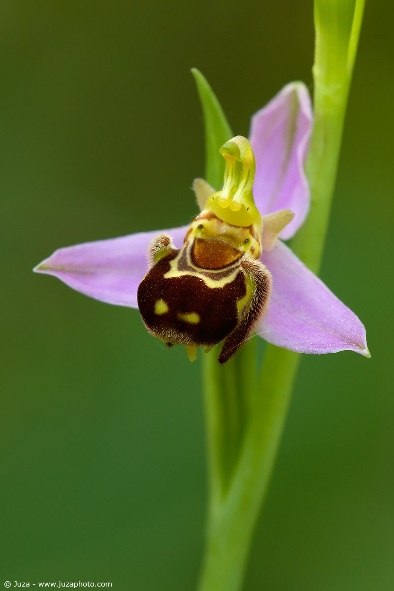 Bee Ophrys, 005,618