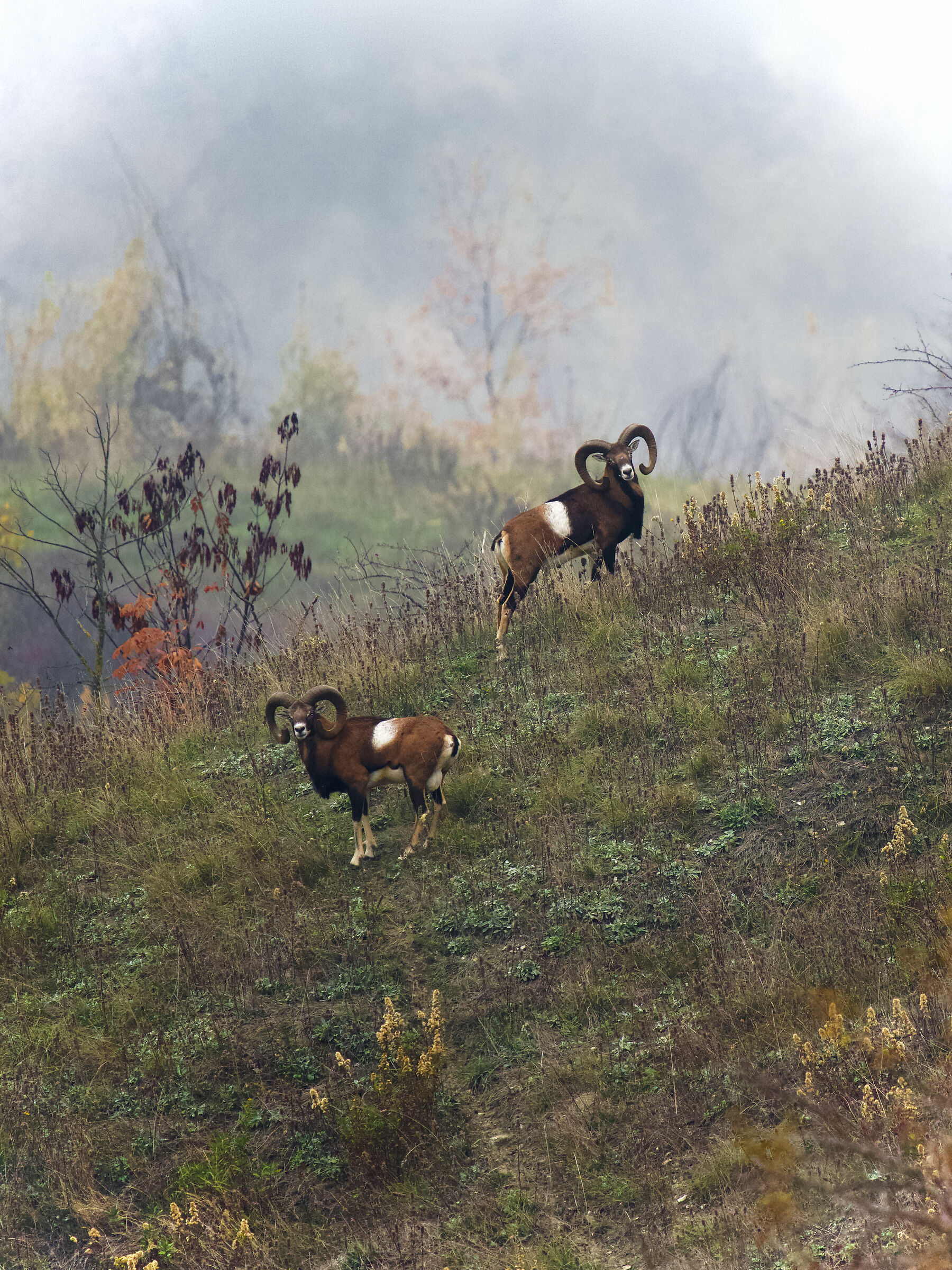 Mufloni in autunno