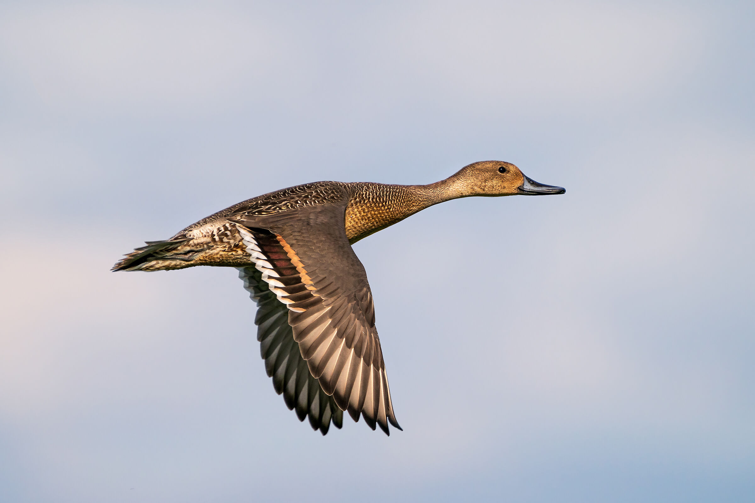 Codone maschio primo anno