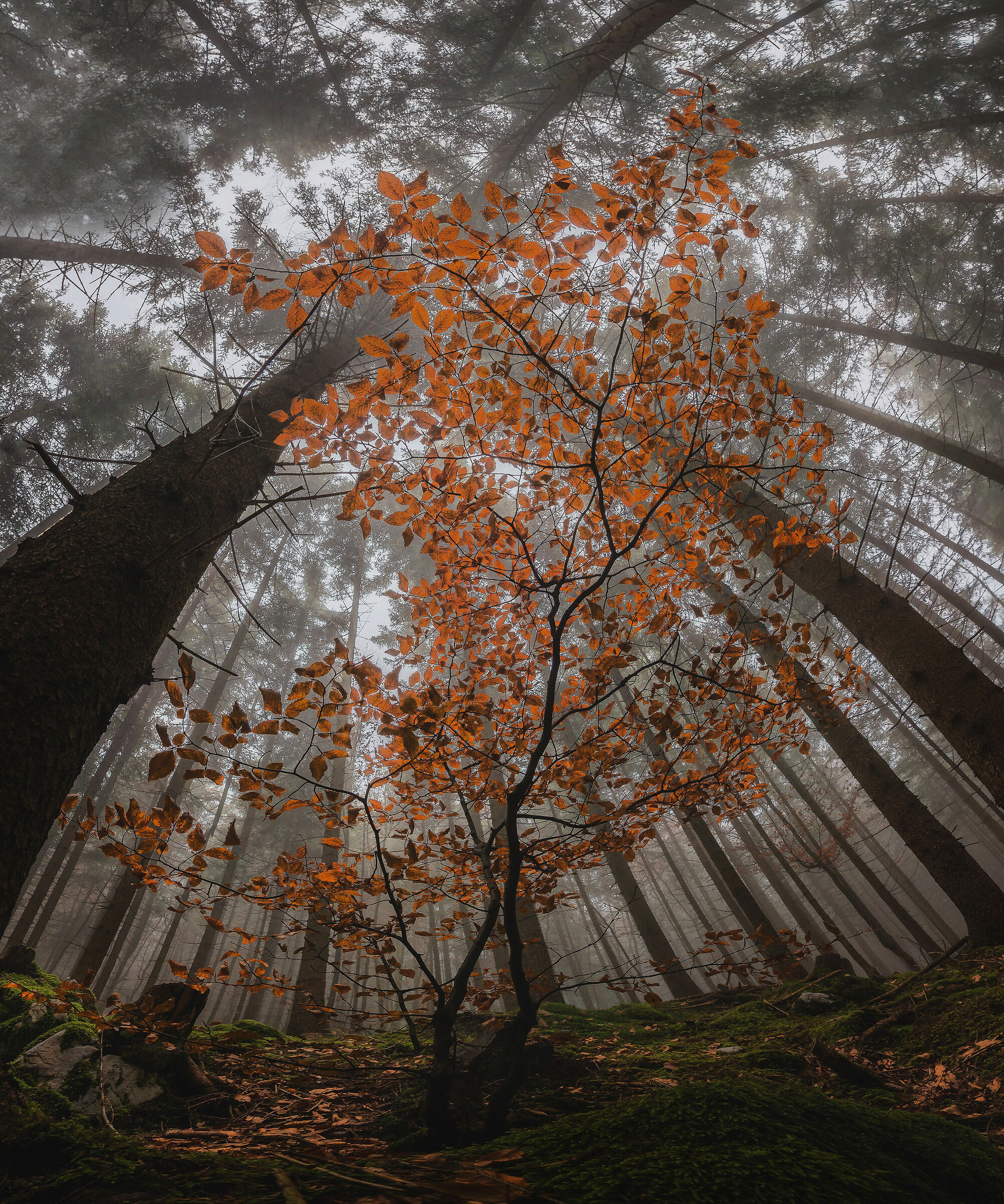 In the autumn forest