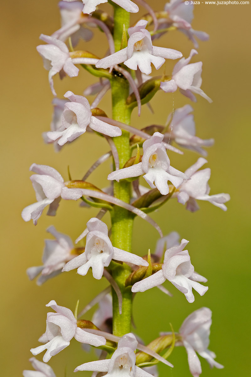 Gymnadenia conopsea, 001514