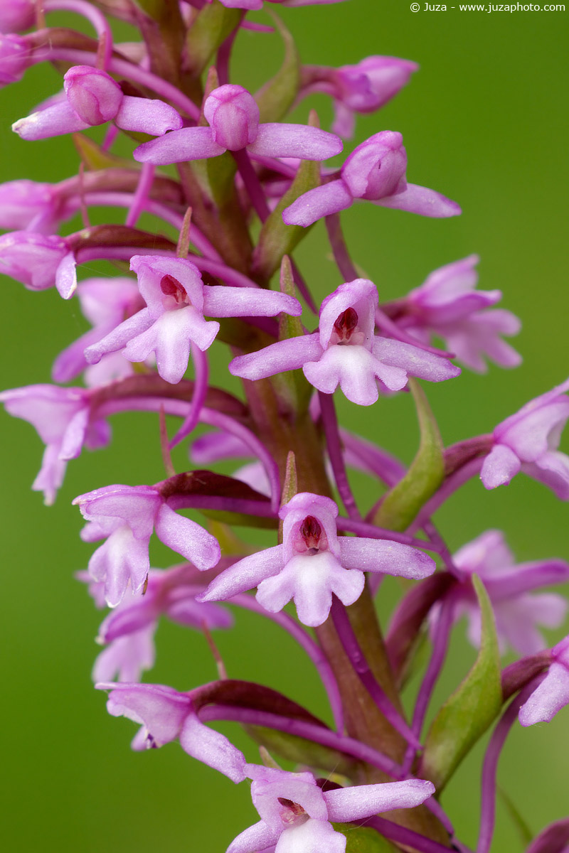 Gymnadenia conopsea, 005705