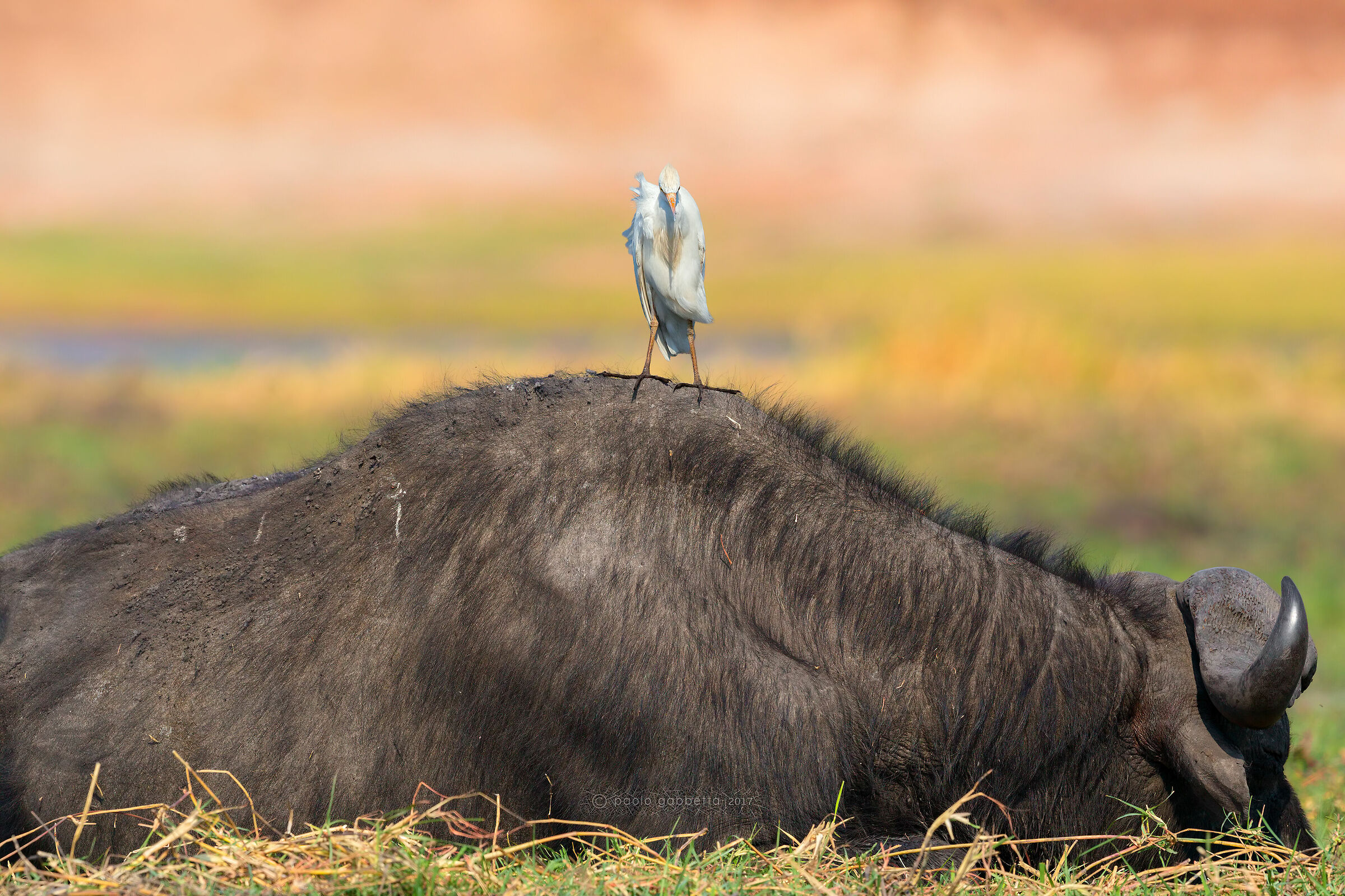 Buffalo and heron guardabuoi