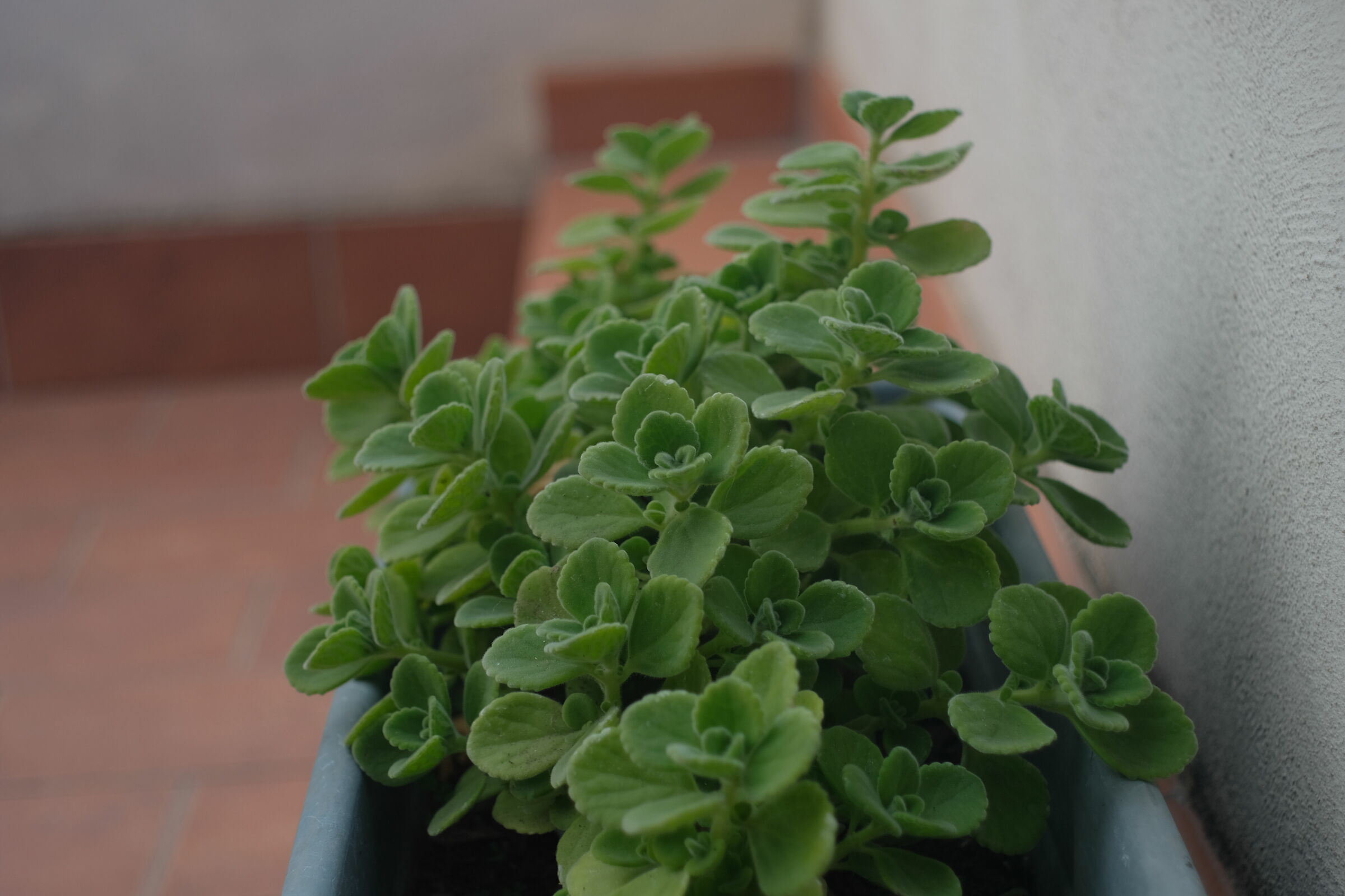 Prove tecniche Zeiss 35mm su fuji