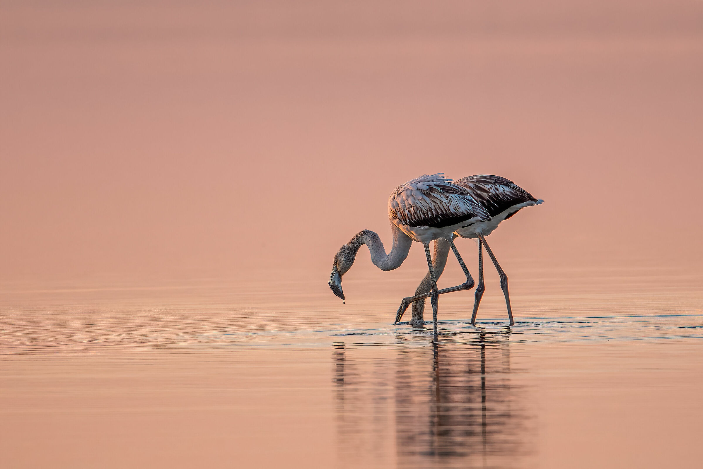Fenicotteri all'alba.