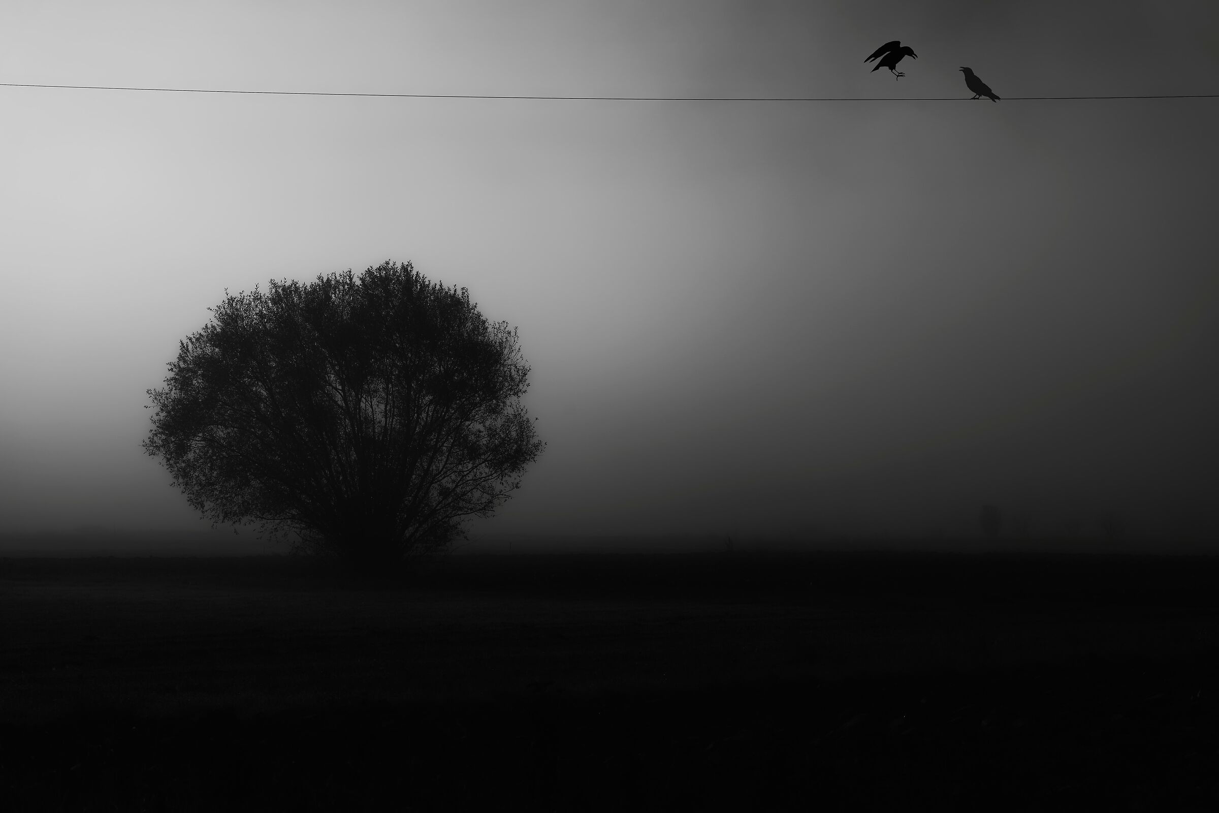 Fog