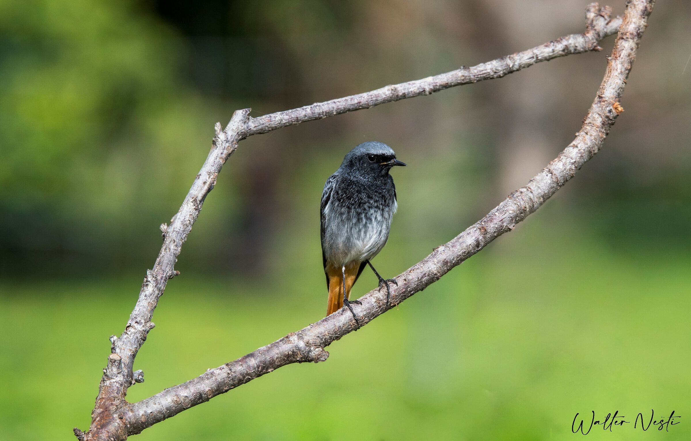 Codirosso in cornice