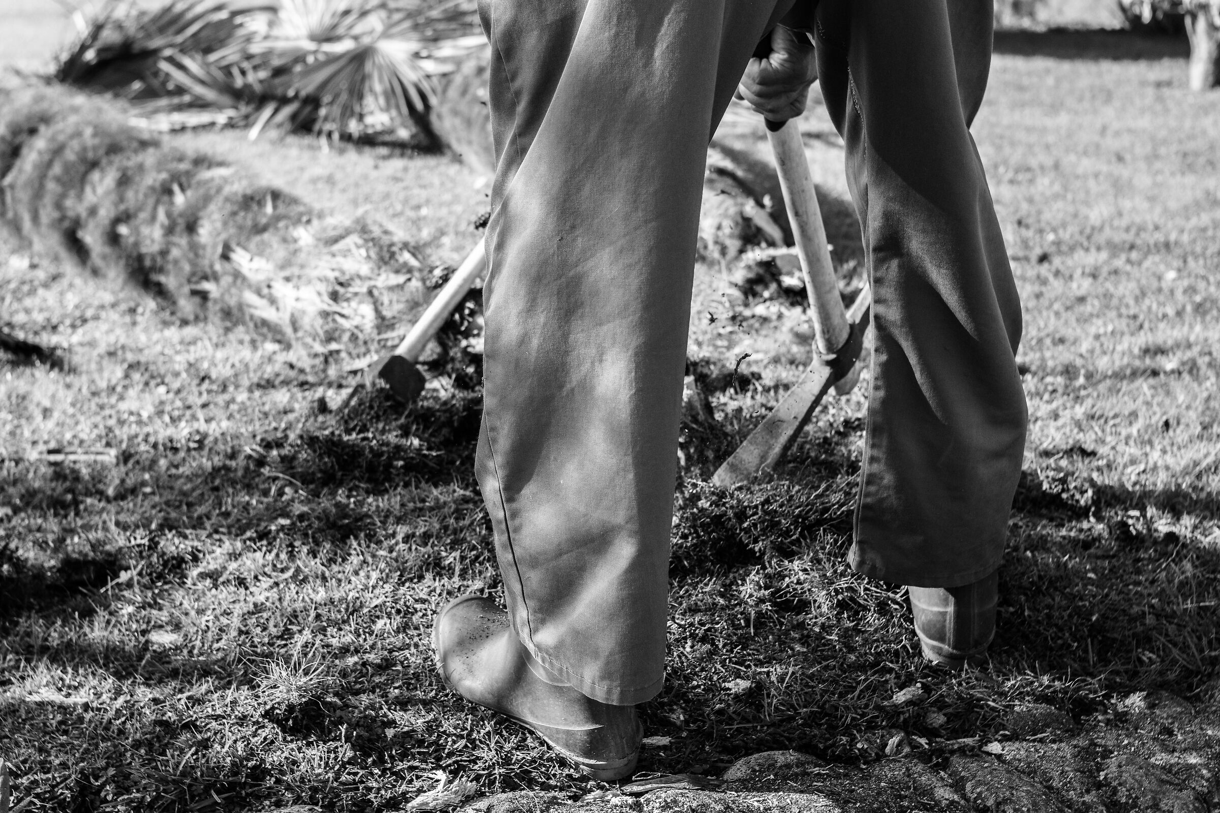 Nonno "Cecco" e il suo giardino.